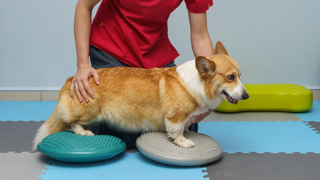 Ein Corgi macht Balanceübungen auf zwei gepolsterten Kissen, unterstützt von einer Person in roter Kleidung.