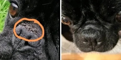 Links ist die Nase sehr stark verkrustet, rechts ist sie abgeheilt