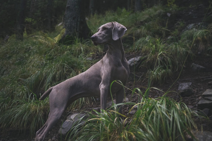 Weimaraner im Wald, sehr äthetisch im Profil fotografiert