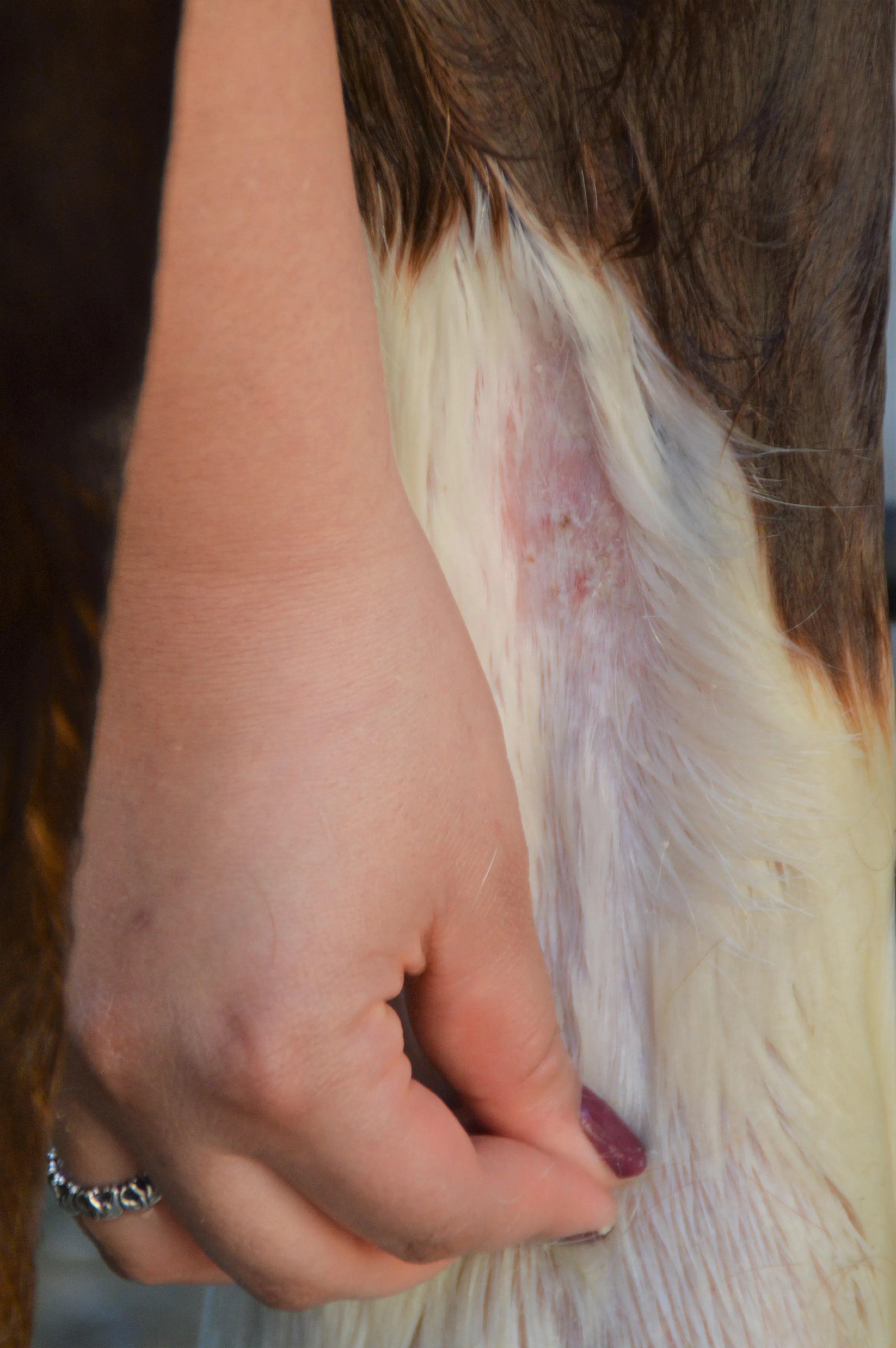 Eine Hand untersucht das Fell eines Pferdebeines, möglicherweise um Hautirritationen zu überprüfen.