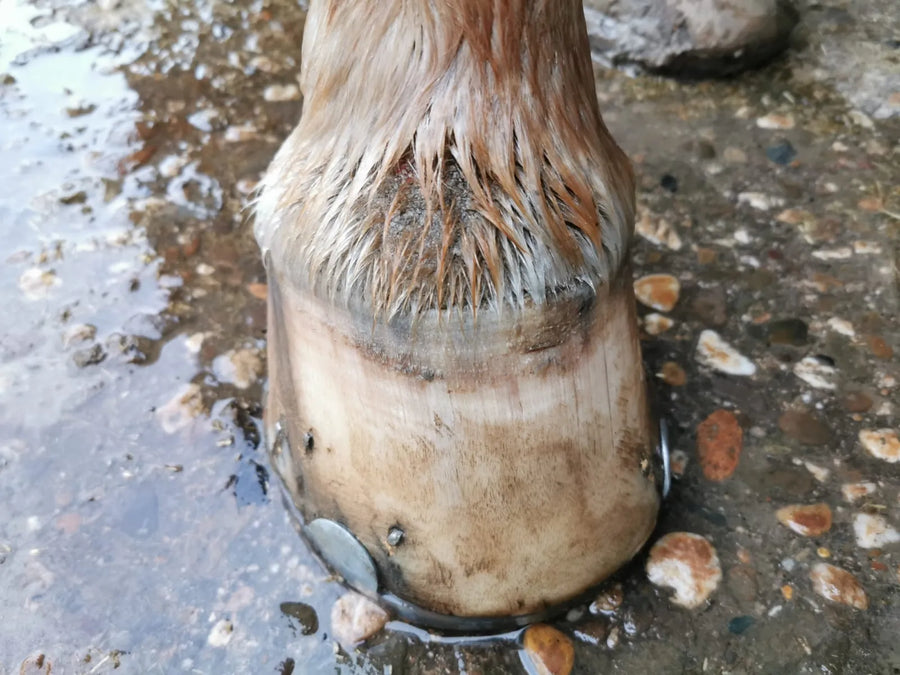 Fesselekzem bei einem Pferd