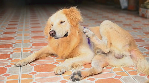 Golden Retriver, der sich ausgiebig mit dem linken Hinterlauf das Ohr kratzt