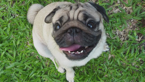 Ein Mops mit kurzer Nase und herausquellenden Augen, sitzt hechelnd auf einer Wiese und schielt in die Kamera