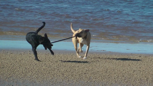 Zwei Hunde spielen mit einer Leine am Strand vor dem Meer. Der Schwarze Hund ist nass und zieht den trockenen weißen Hund spielerisch an der Leine über den Strand.