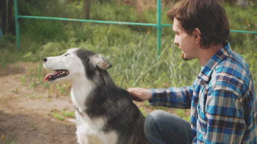 Ein Husky wird im Garten gekämmt