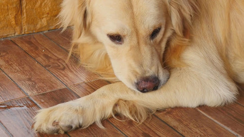 hellbrauner Hund putzt sich exzessiv die Pfoten, das Video ist etwas schneller gedreht