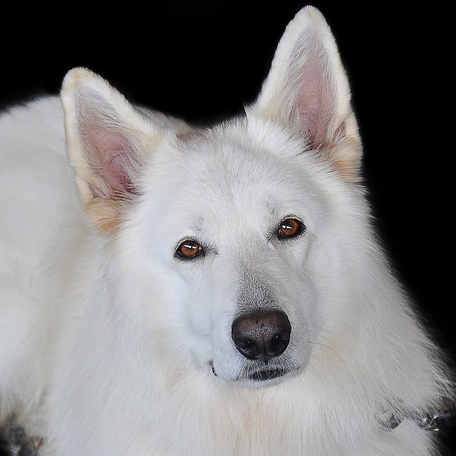 weißer Schäferhund vor schwarzem Hintergrund, der in die Kamera schaut