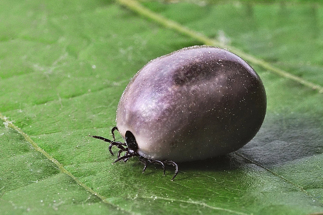 Eine vollgesogene Zecke krabbelt auf einem grünen Blatt entlang.