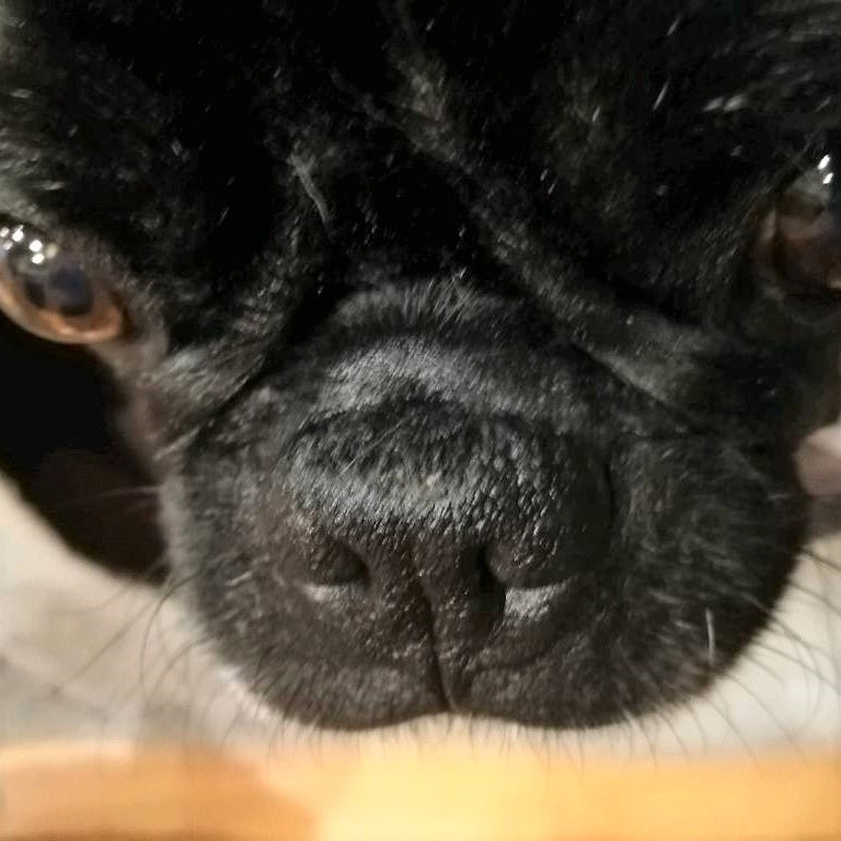 Bild einer Kundin von der Nase ihres Frops nach vier Tagen Benutzung der Yuki cares Nasenbutter.